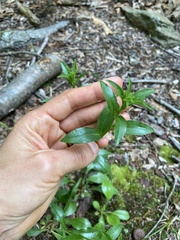 Sericocarpus asteroides