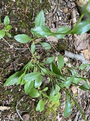 Sericocarpus asteroides