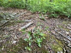 Sericocarpus asteroides