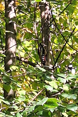 Great Spotted Woodpecker