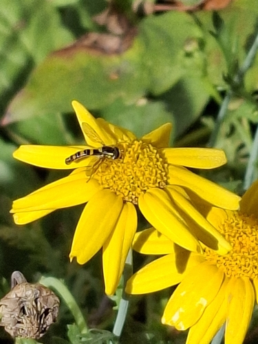 Common Globetail