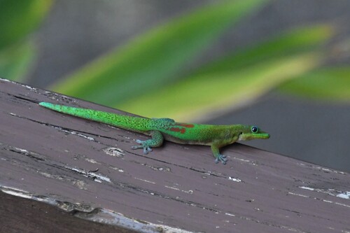 Phelsuma laticauda observed 2026-09-30