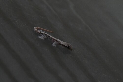 Lepidodactylus lugubris observed 2026-09-30
