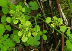 Chrysosplenium alternifolium