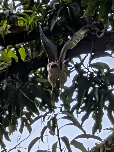 Buteo solitarius observed 2026-10-03