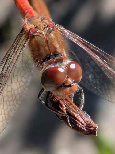 Common Darter