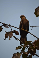 Milvus migrans
