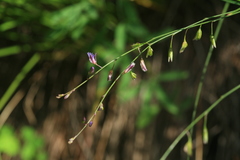 Polygala tenuifolia