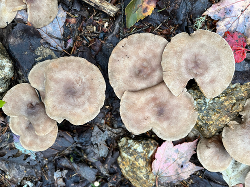 Common Milkcaps