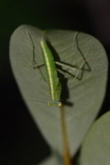 Tropidomantis