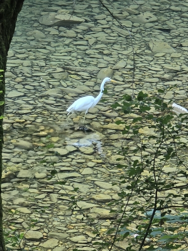 Great Egret