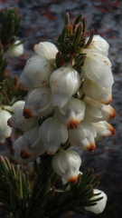 Erica grisbrookii