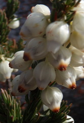 Erica grisbrookii