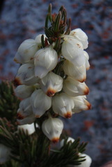 Erica grisbrookii