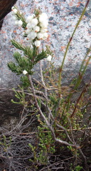 Erica grisbrookii