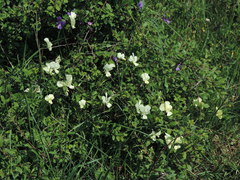 Viola etrusca