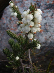 Erica grisbrookii
