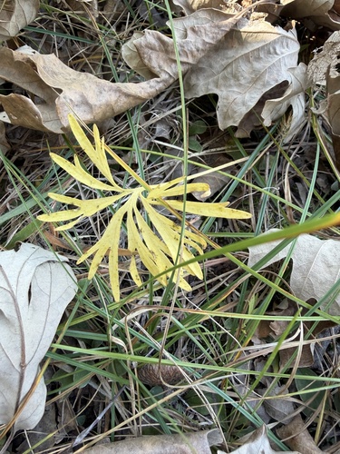 Viola palmata, 2026-10-11