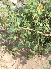 Malvales