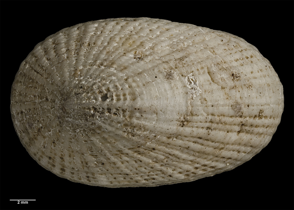 Tugali stewartiana
