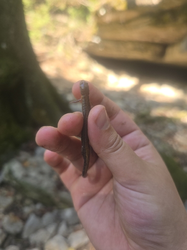 Northern Zigzag Salamander