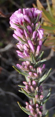 Amphithalea ericifolia
