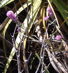 Amphithalea ericifolia