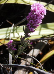 Amphithalea ericifolia