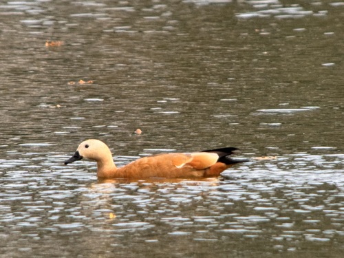 Ruddy Shelduck