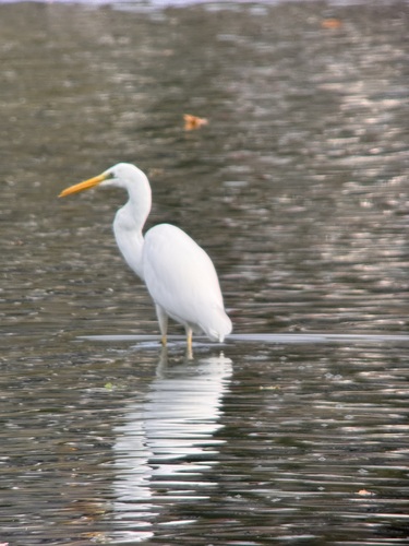 Great Egret