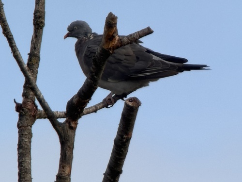 Common Wood-Pigeon