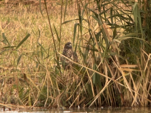 Common Buzzard