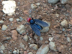Bromophila caffra