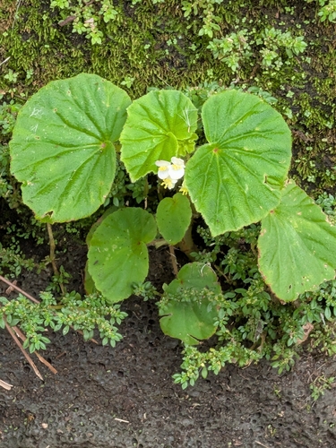 Begonia, 2026-10-03