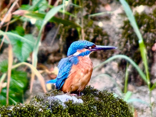 Common Kingfisher