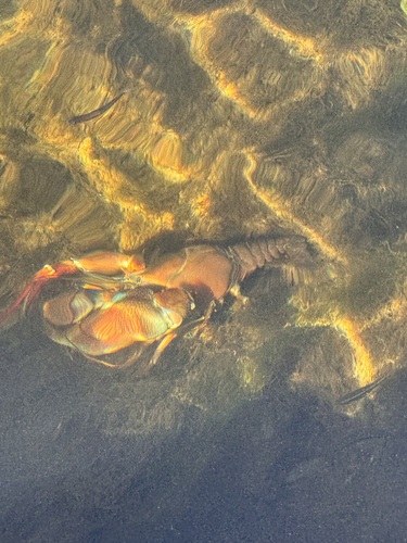 Signal Crayfish