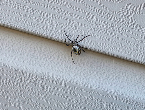 Banded Garden Spider