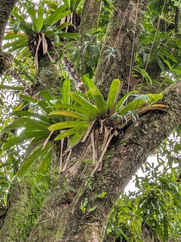 Werauhia gladioliflora observed 2026-10-03