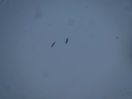 iNaturalist image