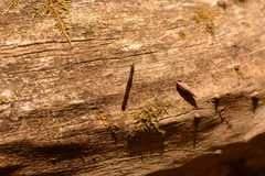 Cylindroiulus latestriatus