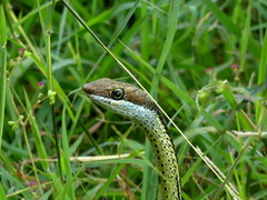 Psammophis punctulatus