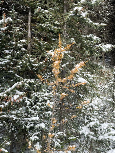 Larix lyallii observed 2026-10-11