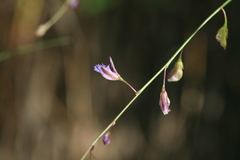 Polygala tenuifolia