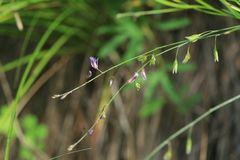 Polygala tenuifolia