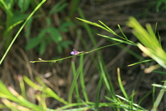 Polygala tenuifolia