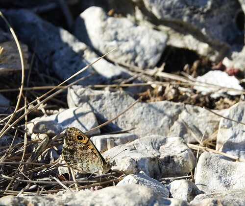 Wall Brown