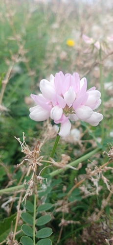 purple crownvetch