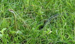 Psammophis schokari
