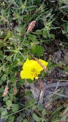 Calylophus