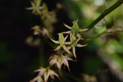 Stenanthium